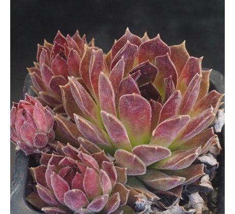 Sempervivum NATALIE II