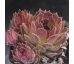Sempervivum NATALIE II