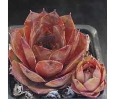 Sempervivum LIMBURG