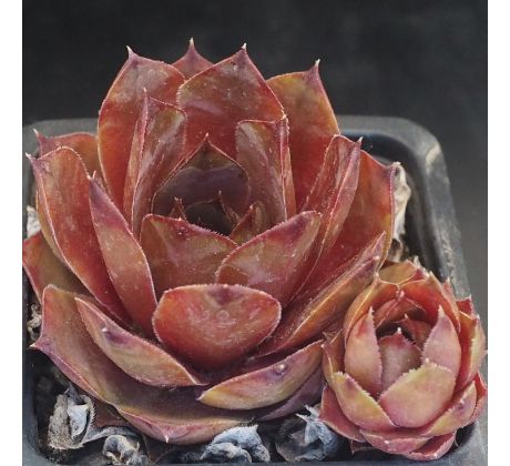 Sempervivum LIMBURG