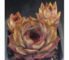 Sempervivum ABIGA