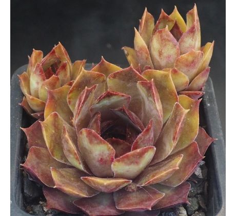 Sempervivum ABIGA