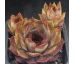 Sempervivum ABIGA