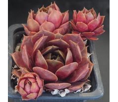 Sempervivum RIGOLETTO