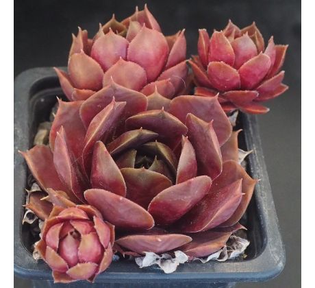 Sempervivum RIGOLETTO