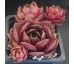 Sempervivum RIGOLETTO