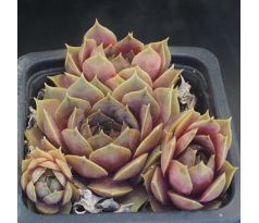 sempervivum PINK SYMBOL