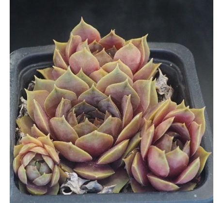 sempervivum PINK SYMBOL