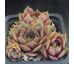 sempervivum PINK SYMBOL