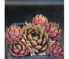 Sempervivum ANNIE OKLEY