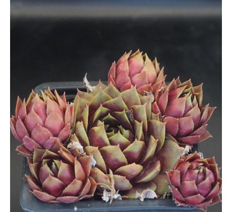 Sempervivum ANNIE OKLEY