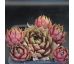 Sempervivum ANNIE OKLEY