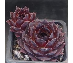 Sempervivum BLACK DIANA
