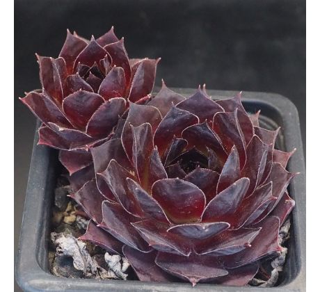 Sempervivum BLACK DIANA