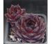 Sempervivum BLACK DIANA