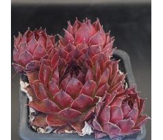 Sempervivum MEDAILLON