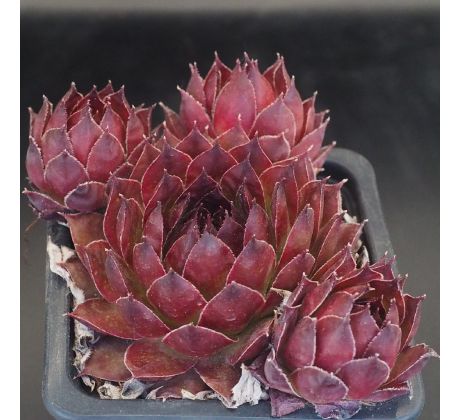 Sempervivum MEDAILLON