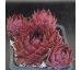 Sempervivum MEDAILLON