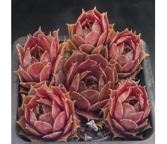 Sempervivum MAGNIFICUM