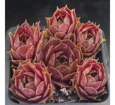 Sempervivum MAGNIFICUM