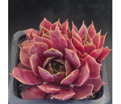 Sempervivum RED SKIN