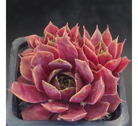 Sempervivum RED SKIN