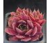 Sempervivum RED SKIN