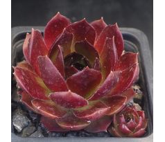 Sempervivum T`BOZ