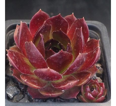 Sempervivum T`BOZ