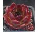 Sempervivum T`BOZ