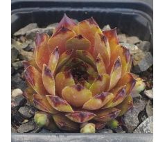 Sempervivum NORALIS