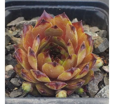Sempervivum NORALIS