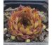 Sempervivum NORALIS