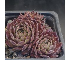 Sempervivum ISAAC DYSON