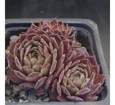 Sempervivum ISAAC DYSON