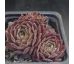 Sempervivum ISAAC DYSON