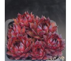 Sempervivum RED TESS