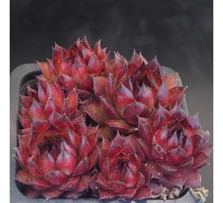 Sempervivum RED TESS
