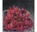 Sempervivum RED TESS