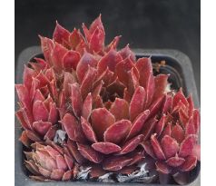 Sempervivum CARINA