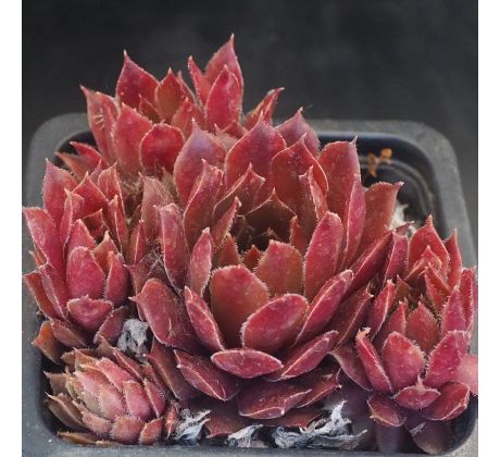 Sempervivum CARINA