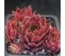 Sempervivum CARINA