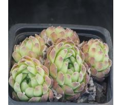 Sempervivum ZELEBORII