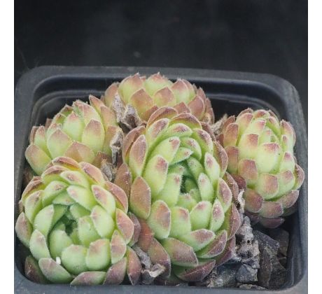 Sempervivum ZELEBORII