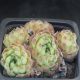 Sempervivum ZELEBORII