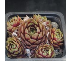 Sempervivum MOHAIR