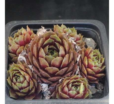 Sempervivum MOHAIR