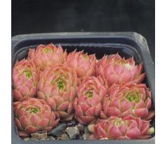 Sempervivum PACIFIC GREEN ROSE