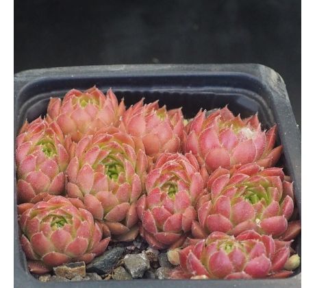 Sempervivum PACIFIC GREEN ROSE
