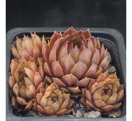 Sempervivum LITTLE MISS SUNSHINE